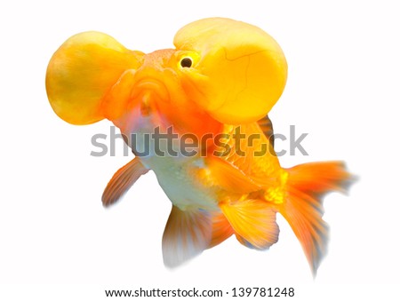 White Patch On Goldfish Eye