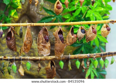 Cultivo y elaboración de calabazas de Birdhouse