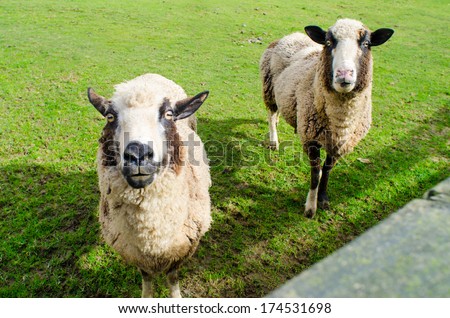 stock-photo-a-pair-of-sheep-174531698.jpg