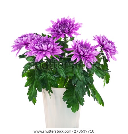 Stock Images similar to ID 73035604  chrysanthemum flowers in pot