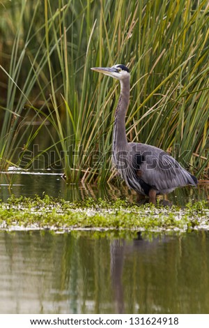 What is the indigenous habitat for the little blue heron?