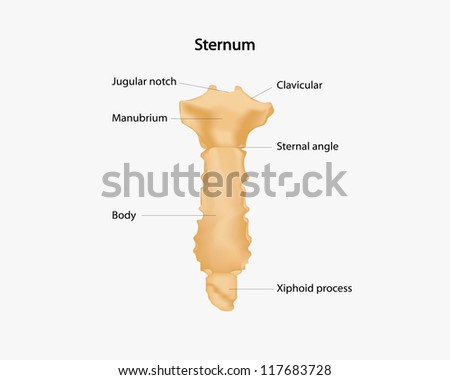 Sternum Stock Images, Royalty-Free Images & Vectors | Shutterstock