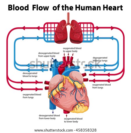 Heart Flow Stock Vectors & Vector Clip Art | Shutterstock