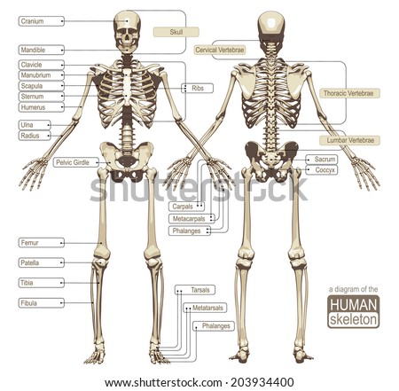 Skeleton Human Stock Photos, Images, & Pictures | Shutterstock