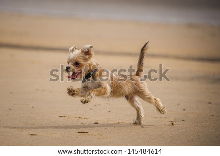Dog jumping Stock Photos, Illustrations, and Vector Art Dog jumping Stock Photos, Illustrations, and Vector Art
