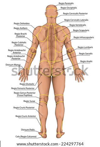 Woman Women Female Anatomical Body Surface Stock Illustration 222692899