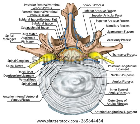 Vertebrae Stock Photos, Royalty-free Images & Vectors - Shutterstock