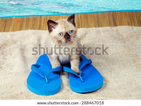 cat wearing flip flops