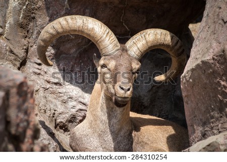 East Caucasian Tur Stock Photos, Royalty-Free Images &amp; Vectors