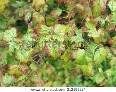 leaves yellow currant iron plants deficiency affected disease banish wilted good shrub