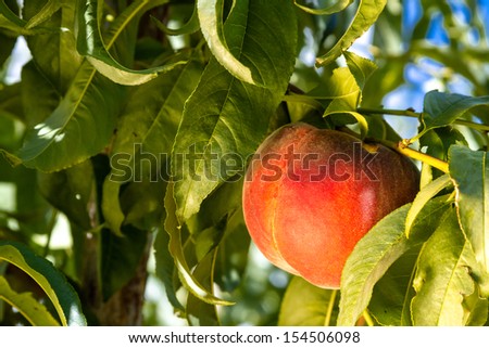 meet peach orchard singles Official tourism site of the santa ynez valley | visitsyv meet greg brewer as he pours three featured brewer join us for a farm tour through the peach orchard. meet peach orchard singles Official tourism site of the santa ynez valley | visitsyv meet greg brewer as he pours three featured brewer join us for a farm tour through the peach orchard.