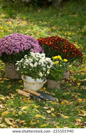 chrysanthemums in pots outdoors  stock photo