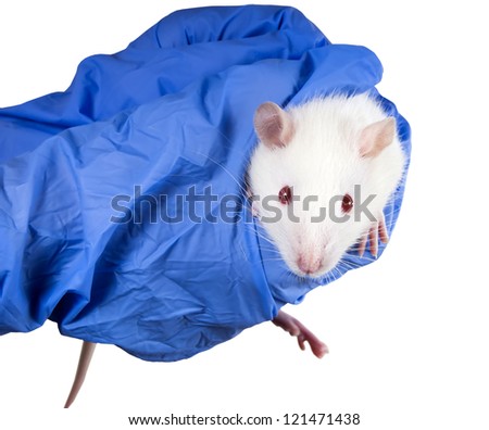  - stock-photo-laboratory-white-rat-strain-sprague-dawley-rats-in-the-hands-of-the-scientist-121471438