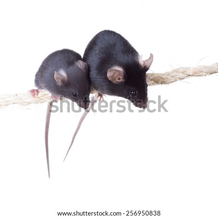 ... mousy sitting on a rope. Isolated on white background - stock photo