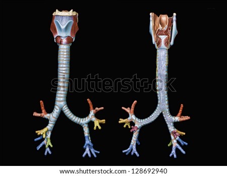 Trachea Stock Photos, Images, & Pictures | Shutterstock