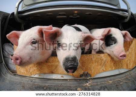 Pig Eye Stock Photos, Images, & Pictures | Shutterstock