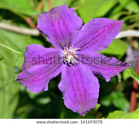 Flores púrpuras - primera emoción de amor y pureza | PurpleFlower.org