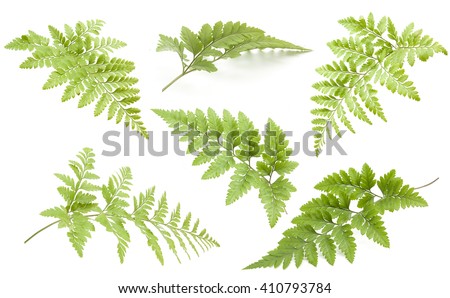 Ferns Stock Images, Royalty-Free Images & Vectors | Shutterstock