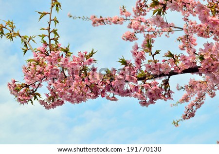 cherry blossom scientific name cerasus yedoensis background of pink cherry flowers with cherry blossom scientific name cerasus yedoensis background of pink cherry flowers with