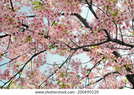 top 28 cherry blossom scientific name sakura cherry blossom scientific name cerasus top 28 cherry blossom scientific name sakura cherry blossom scientific name cerasus