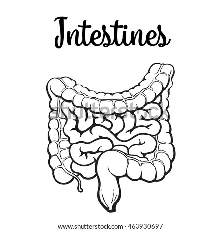 Small And Large Intestines Stock Images, Royalty-Free Images & Vectors