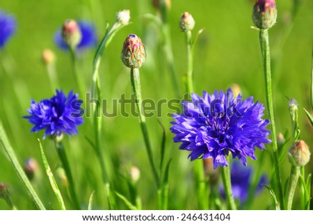 Cornflower Stock Photos, Royalty-free Images & Vectors - Shutterstock