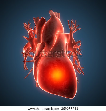 Human Groin Stock Photos, Royalty-Free Images & Vectors - Shutterstock