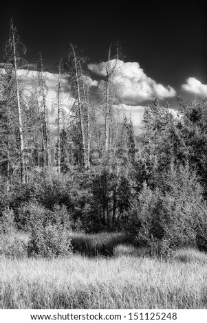  - stock-photo-tall-dead-pine-trees-in-grand-teton-national-park-wy-151125248