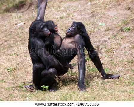 Valuable answer Girles having sex with monkeys Situation Girles having sex with monkeys can