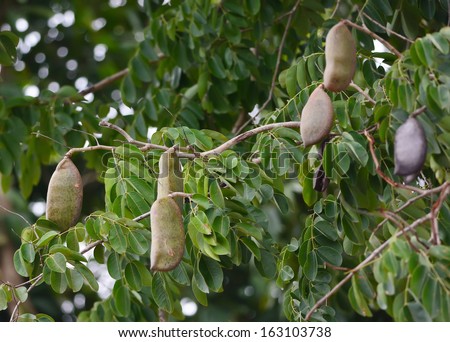 http://thumb1.shutterstock.com/display_pic_with_logo/1341193/163103738/stock-photo-afzelia-xylocarpa-pod-and-leaves-163103738.jpg