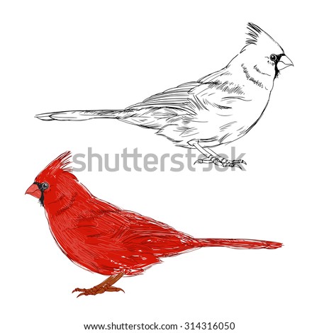 Cardinal Stock Images, Royalty-Free Images & Vectors | Shutterstock