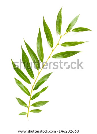 Willow Tree Stock Photos, Images, & Pictures | Shutterstock