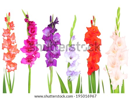 Gladiolus Stock Photos, Royalty-Free Images & Vectors - Shutterstock