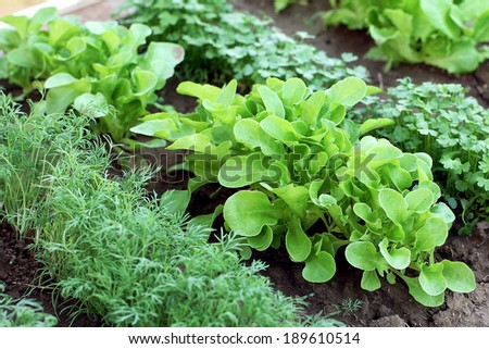 hydroponic lettuce marketing strategy