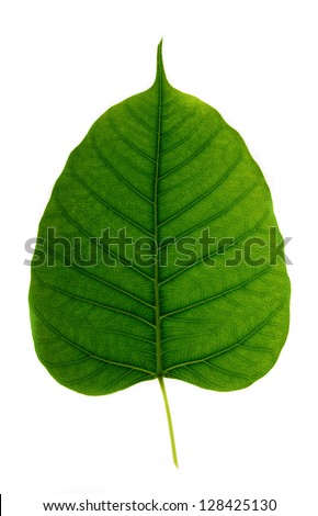 Bodhi+Tree+Leaf Bodhi or Peepal Leaf from the Bodhi tree, Sacred Tree for Hindus and ...