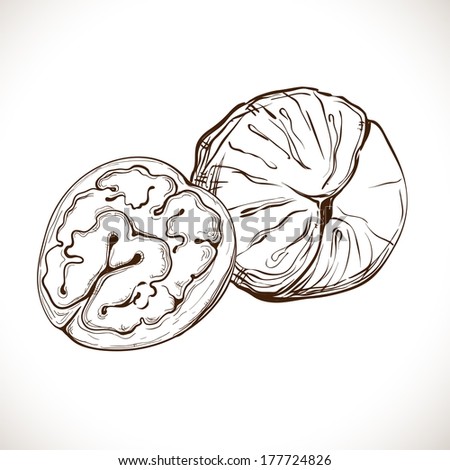 Walnut Vector Illustration Stock Vector 177724826 - Shutterstock