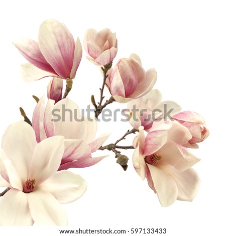 Magnolia Stock Images, Royalty-Free Images & Vectors | Shutterstock