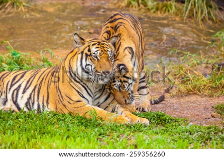 Tiger Family Stock Photos, Images, & Pictures | Shutterstock