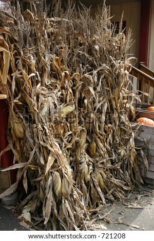 Dried Corn Stalks Stock Photos, Images, & Pictures | Shutterstock