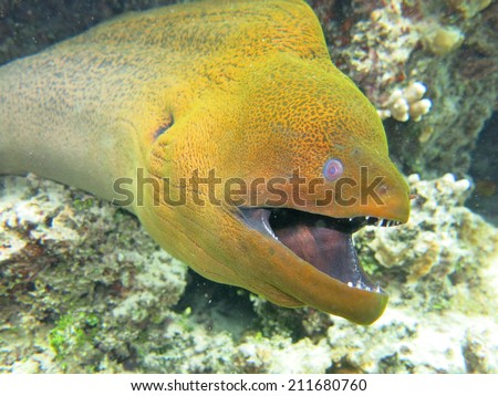 snake scuba moray diving tahiti giant eel shutterstock