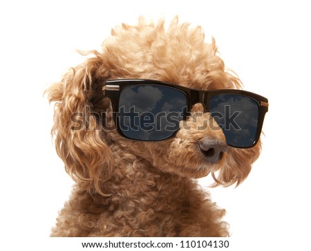 stock-photo-red-toy-poodle-in-the-sunglass-110104130.jpg