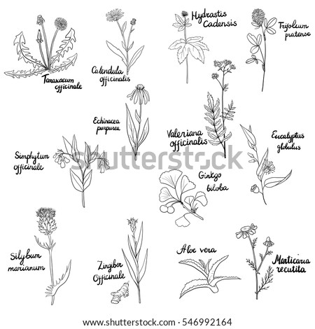 "goldenseal_isolated" Stock Images, Royalty-Free Images & Vectors