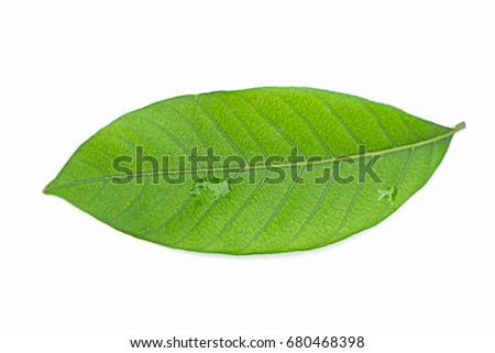 Silhouette Leaves Vector Set Grape Acacia Stock Vector 333879347