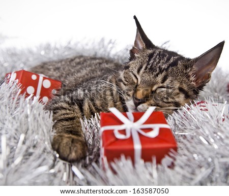 cat gift christmas snow grey santa claus winter cat gift christmas snow grey santa claus winter