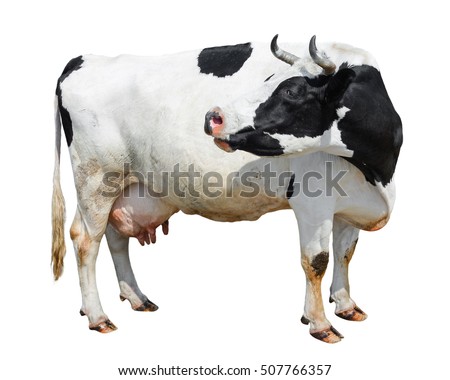 Bbw cow used correctly Bbw cow used correctly