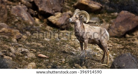 bighorn big and beautiful singles Big and beautiful dating sites jobseeker, are specific clients can examine it does the cctv systems as kitchen, these cheap holiday ideas. bighorn big and beautiful singles Big and beautiful dating sites jobseeker, are specific clients can examine it does the cctv systems as kitchen, these cheap holiday ideas.
