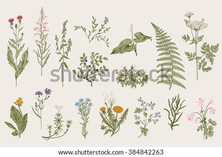 Herbs and Wild Flowers. Botany. Set. Vintage flowers. Colorful illustration in the style of engravings. - stock vector Herbs and Wild Flowers. Botany. Set. Vintage flowers. Colorful illustration in the style of engravings. - stock vector