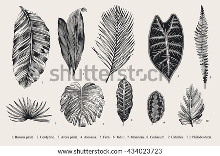 Set Leaf. Exotics. Vintage vector botanical illustration. Black and white. - stock vector Set Leaf. Exotics. Vintage vector botanical illustration. Black and white. - stock vector