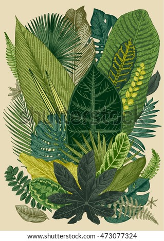 Vector vintage composition. Exotic leaves. Botanical classic illustration. Vector vintage composition. Exotic leaves. Botanical classic illustration.