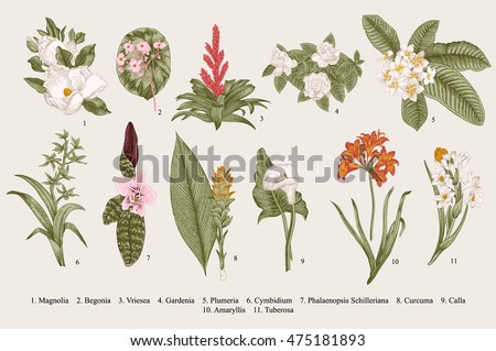 Exotic flowers set. Botanical vector vintage illustration. Design elements. Colorful. Exotic flowers set. Botanical vector vintage illustration. Design elements. Colorful.
